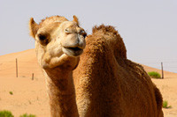 Зоопарк «Дикий мир Аравии»