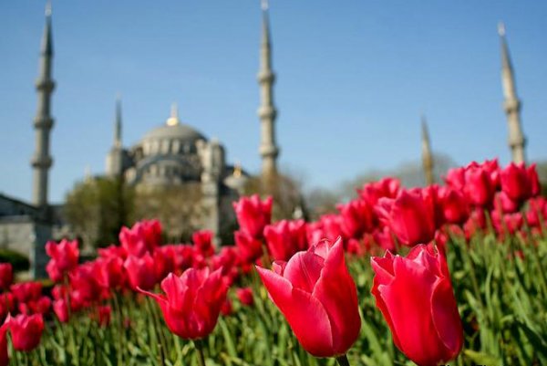 Короткие туры в Стамбул на цветение тюльпанов!