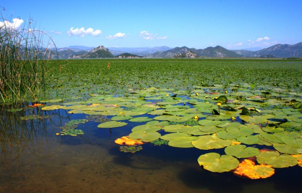 skadarsko-jezero