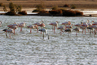 Розовые фламинго Рас-аль-Хаймы