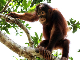 Малайзия, экскурсия - Заповедник орангутангов